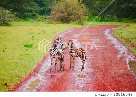 シマウマ シマウマ 20916648