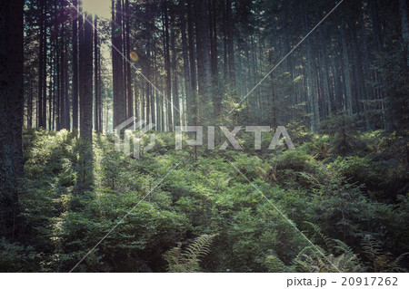 Poland - Tatra National Park in Tatra Mountains 20917262