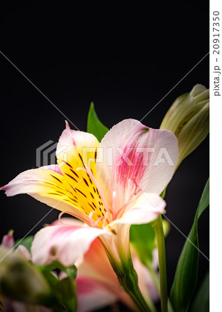 アルストロメリア、接写、マクロ。 20917350