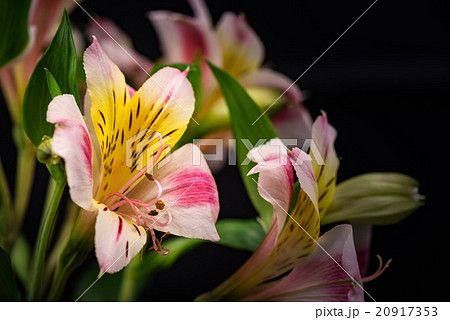 アルストロメリア、接写、マクロ。 20917353