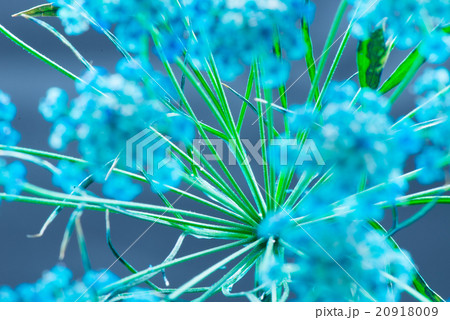 レースフラワー、接写、マクロ。 レースフラワー、接写、マクロ。 20918009