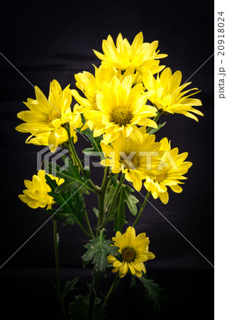 菊、接写、マクロ。 20918024