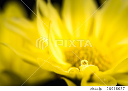 菊、水滴、接写、マクロ。 20918027