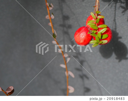 クランベリー 20918483