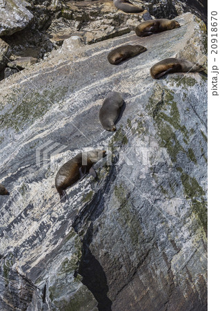 Fur seals  colony in Milford Sound, Fior 20918670