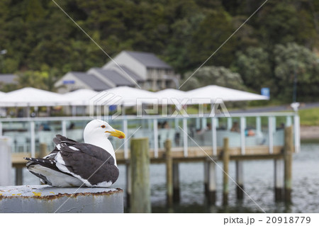 Seabird at Russell city. New Zealand. Seabird at Russell city. New Zealand. 20918779