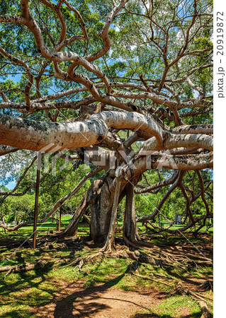 Ficus Benjamina tree 20919872