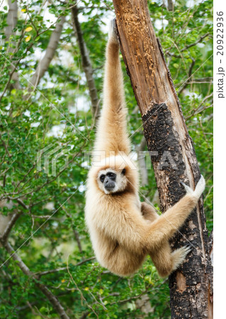 Gibbon (Hylobates lar) climb tree in forest 20922936