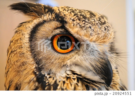 ベンガルワシミミズクの顔アップ 20924551