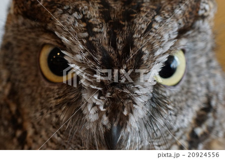 どアップなニシアメリカオオコノハズク 20924556