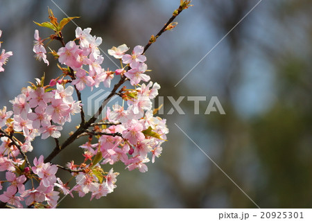さくら(横浜緋桜） 20925301