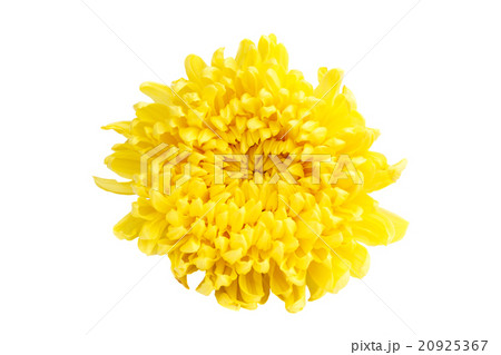 yellow color Chrysanthemum 20925367