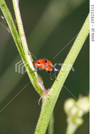 Dewy ladybug crawling on grass 20925513
