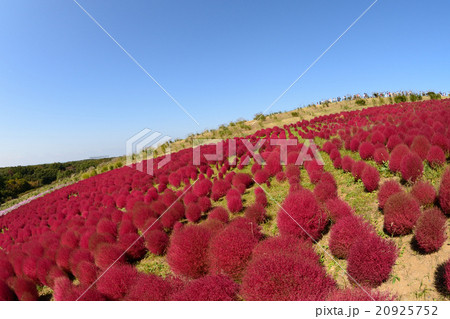 常陸海浜公園　絶景　紅葉のコキアの丘 20925752