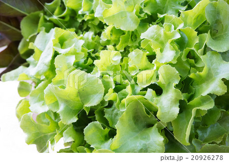 Fresh green lettuce vegetable 20926278