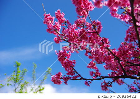 早櫻① 早櫻① 20926422