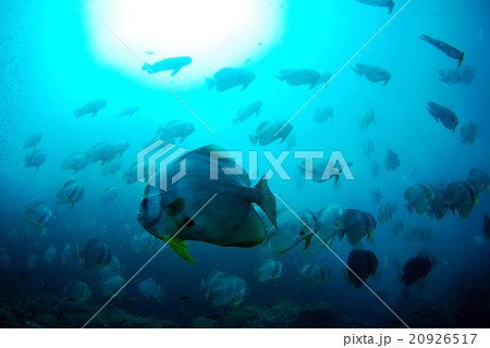 ツバメウオ 20926517