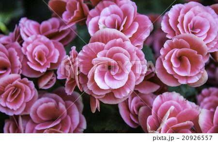 Begonia 20926557