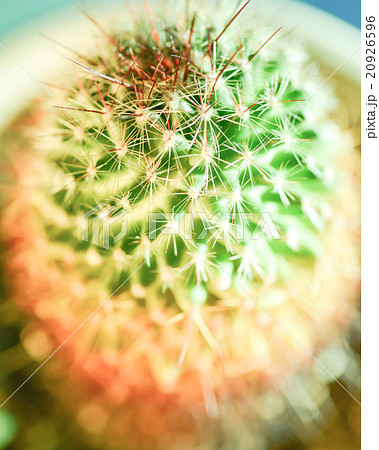 サボテン_アップ サボテン_アップ 20926596