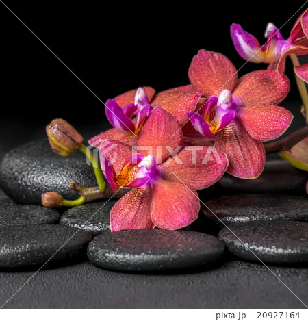 spa composition of blooming twig red orchid 20927164