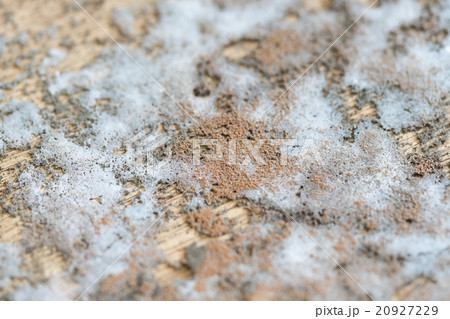Thick mold texture on wood Thick mold texture on wood 20927229
