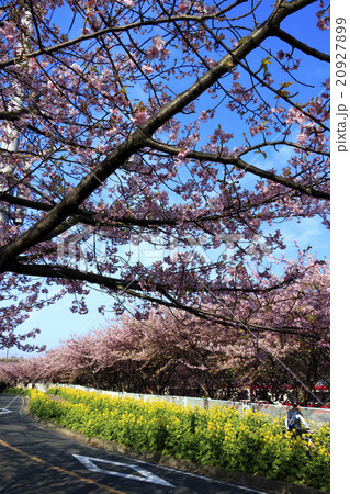 三浦海岸の河津桜 20927899