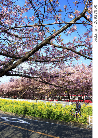 三浦海岸の河津桜 20927900
