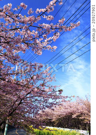 三浦海岸の河津桜 20927901