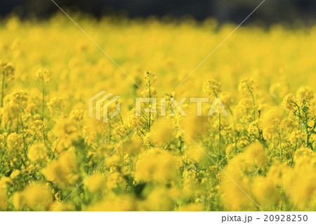 ソレイユの丘の菜の花 ソレイユの丘の菜の花 20928250
