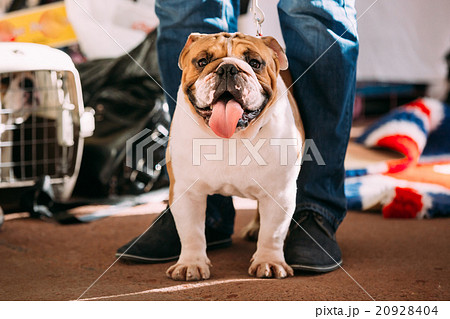 Young White English Bulldog Dog 20928404