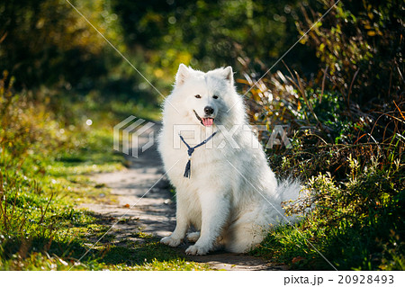 Very Funny Happy Funny Lovely Pet White Samoyed Very Funny Happy Funny Lovely Pet White Samoyed 20928493