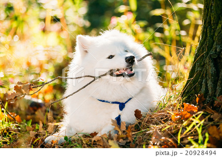 Funny Happy White Samoyed Dog Outdoor in Autumn 20928494