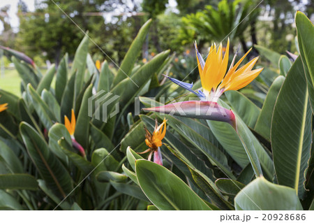 Strelitzia Reginae, a bird of paradise 20928686