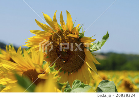 Field of sunflowers Field of sunflowers 20929224