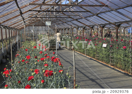 かわづカーネーション見本園にて撮影の カーネーション の写真素材