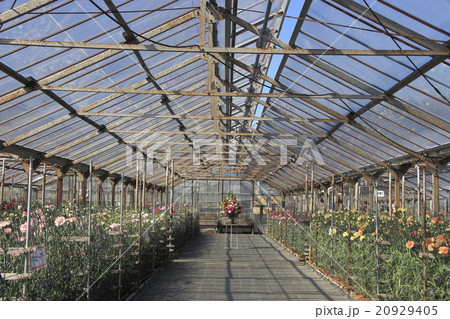 かわづカーネーション見本園にて撮影の「カーネーション」 20929405