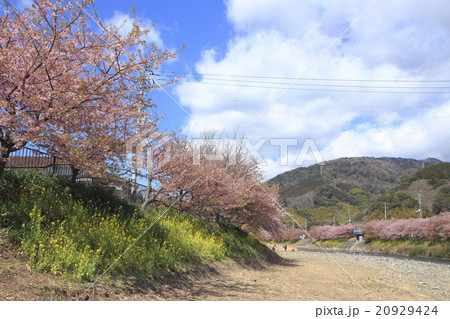 河津桜と菜の花 20929424