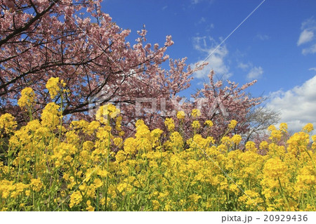 春イメージ写真(Spring) 0