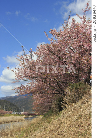 青空と河津桜 20929447