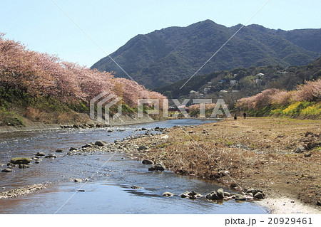 河津川の河津桜並木 20929461