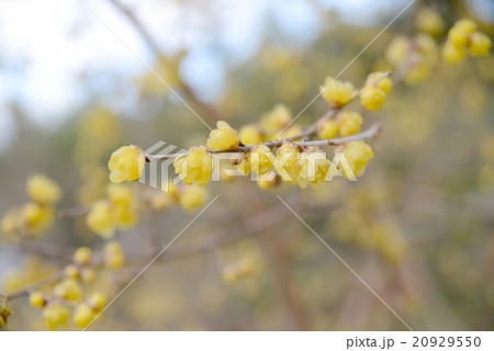 ロウバイ ロウバイ 20929550