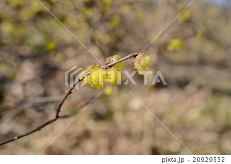 ロウバイ 20929552