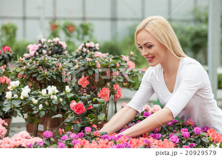 Cheerful young girl is working in plant shop Cheerful young girl is working in plant shop 20929579
