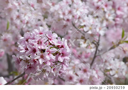 満開のロサンゼルスの日本の桜、パロスバーデス植物園の朝 満開のロサンゼルスの日本の桜、パロスバーデス植物園の朝 20930259