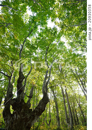貫禄のある奇形ブナの巨木　あがりこ大王　秋田県にかほ市 20930358