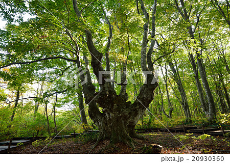 貫禄のある奇形ブナの巨木　あがりこ大王　秋田県にかほ市 20930360