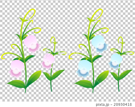 ランプの花 20930418