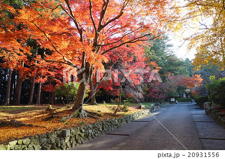 京都　秋の鷺森神社 20931556