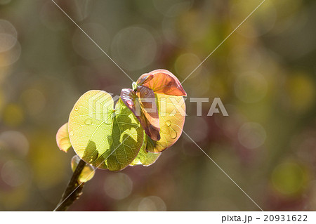 春の訪れを告げる　アメリカ花蘇芳のハートの形をした若葉　 20931622