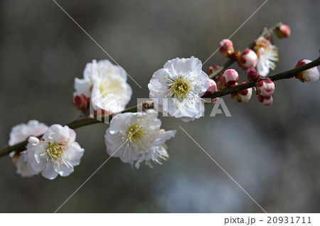 梅の花 20931711